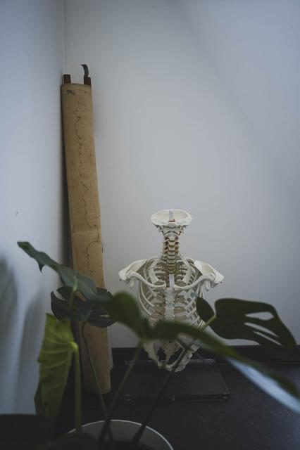 Anatomisch skeletmodel van de wervelkolom en ribbenkast